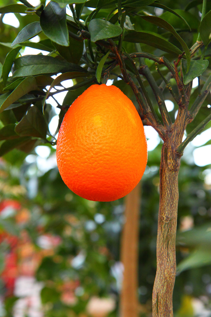 big orange hanging from tree